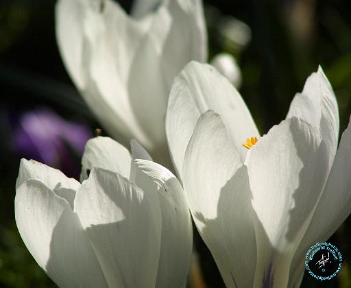 Crocus 8P076D-23.JPG
